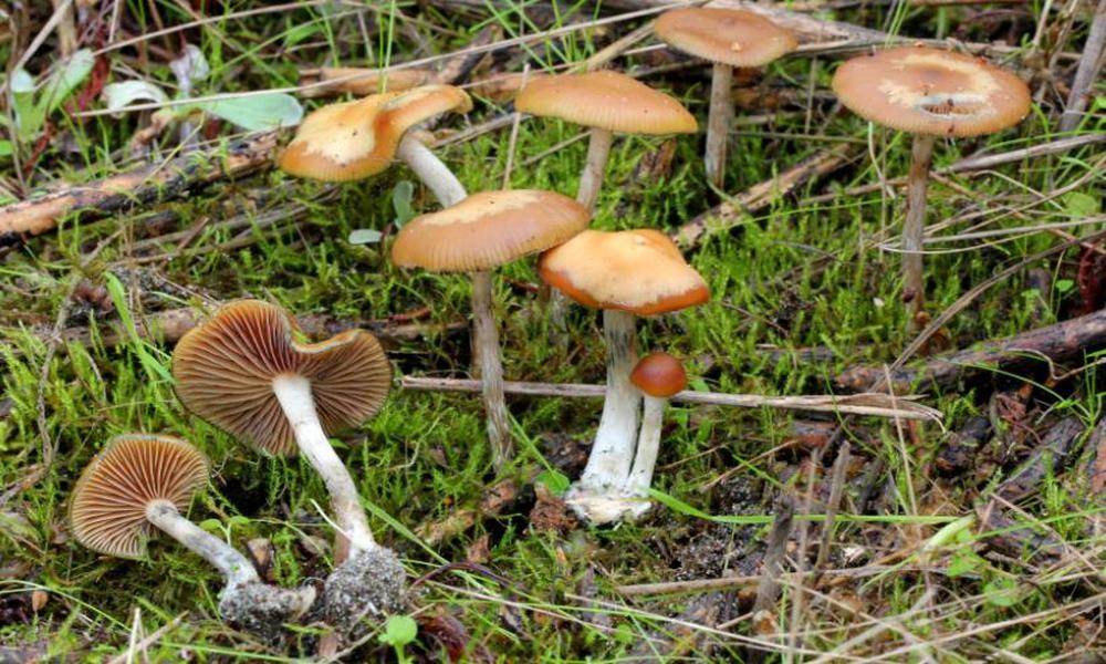 Psilocybe Cyanescens The Potent and Enigmatic Magic Mushroom