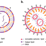 Lipid Nanoparticles for mRNA Delivery