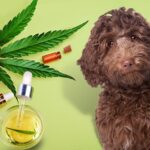 Understanding full-spectrum vs. Isolate CBD oil for dogs